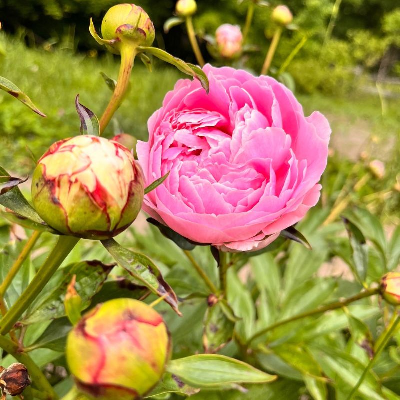 Hot pink peony grown in West Bend, Wisconsin
